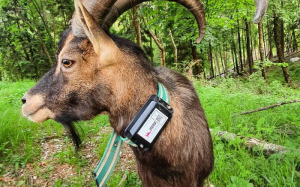 kozorog z GPS sledilnikom Sledat